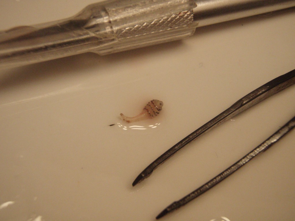 El Tórsalo