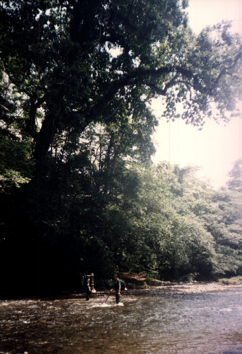 Ceiba