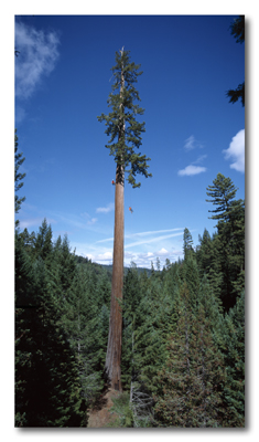 Henry Tree