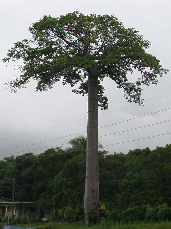 Cuipo del Espino